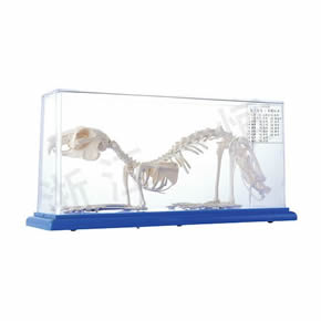 生物模型系列兔骨骼标本