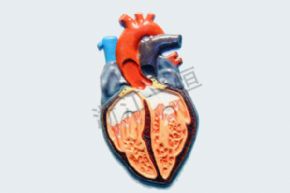 生物及医疗模型3110 动物心脏模型