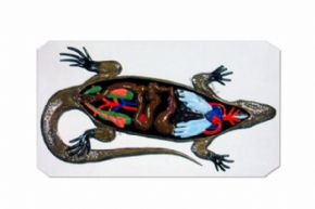 生物及医疗模型3122 蜥蜴解剖模型