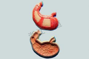 生物及医疗模型3125 胃模型