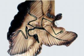 生物及医疗模型3129 始祖鸟模型
