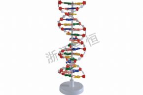 生物及医疗模型3212 DNA 结构模型