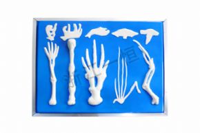 Biological and medical models3226 脊椎动物前肢骨骼比较模型