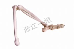 生物及医疗模型155 脚骨模型