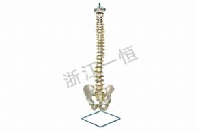 生物及医疗模型157 盆骨带脊髓骨