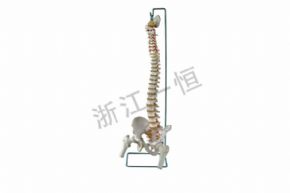 生物及医疗模型157-1 盆骨带脊髓骨