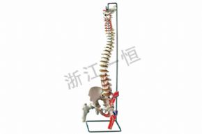 生物及医疗模型157-2 盆骨带脊髓骨