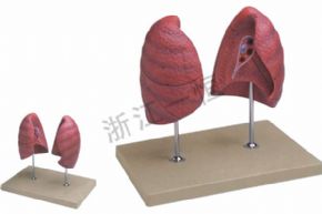 Biological and medical models161 肺模型