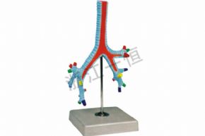 Biological and medical models160 支气管模型