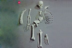 生物及医疗模型3302-2 人体骨骼模型