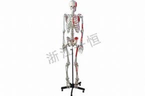 生物及医疗模型3302-3 人体骨骼模型