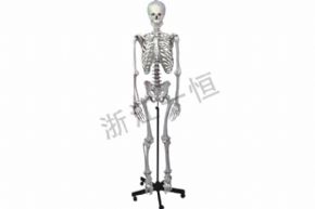 生物及医疗模型3302-5 人体骨骼模型