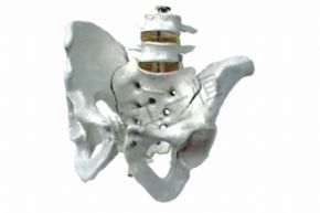 生物及医疗模型3302-6 盆骨模型