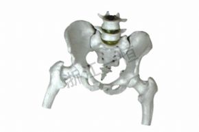 生物及医疗模型3302-7 盆骨模型