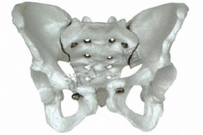 生物及医疗模型3302-8 盆骨模型