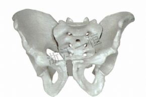 生物及医疗模型3302-9 盆骨模型