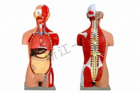 生物及医疗模型3304-1 两性开背人体