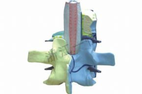 生物及医疗模型3308 脊椎与椎骨模型