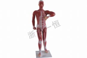 生物及医疗模型3324 人体肌肉模型