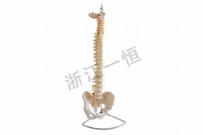 生物及医疗模型3393 脊椎与股盆模型