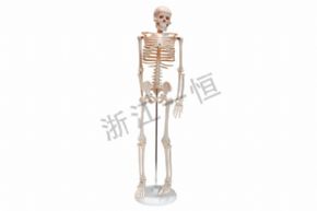 生物及医疗模型33204人体骨骼模型（85cm）