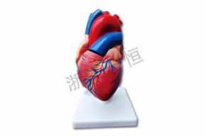 生物及医疗模型33207心脏解剖模型 3倍大