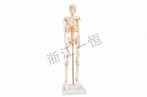 生物及医疗模型39051 42cm儿童骨骼模型