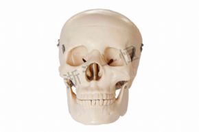 生物及医疗模型SM155 自然大头骨模型