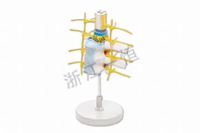 生物及医疗模型SM-M002脊髓和脊神经，脊髓神经模型
