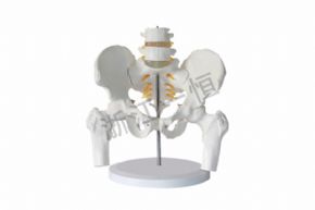 生物及医疗模型SM-M007 骨盆附腰椎与股骨头模型