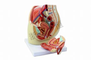 生物及医疗模型SM-M019女性盆腔解剖模型