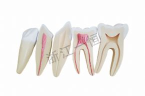 生物及医疗模型SM-M024 门齿 犬齿和臼齿