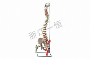 生物及医疗模型SM-M031 脊柱带股骨