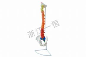 生物及医疗模型SM-M032脊椎与骨盆模型