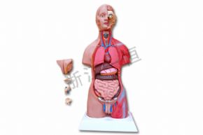 生物及医疗模型XY-203-1 50cm两性人体半身模型