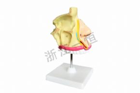 生物及医疗模型XY-309 鼻解剖模型