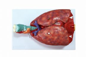 生物及医疗模型XY-320 喉、心、肺模型