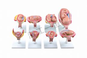 生物及医疗模型人体胚胎