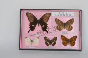 标本常见蝴蝶标本