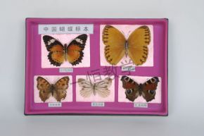 specimen中国蝴蝶标本