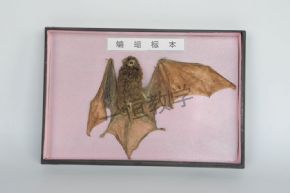 specimen蝙蝠标本
